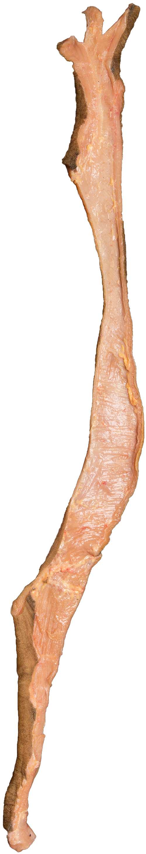 Mountain Chain Tripe